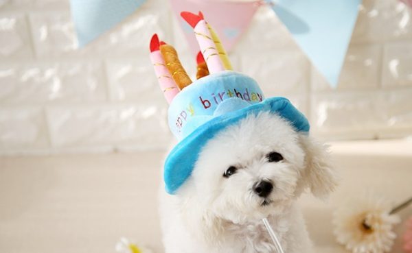 Cake cap