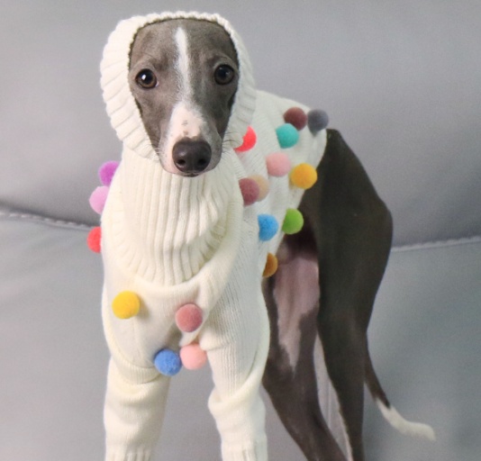 New Italian Greyhound Whippet Christmas Sweater