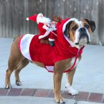 Christmas Dog Jumper – Santa Riding Reindeer Knit